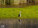 Grey Heron - Czapla Siwa